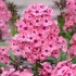 Phlox panicled larissa (larissa)